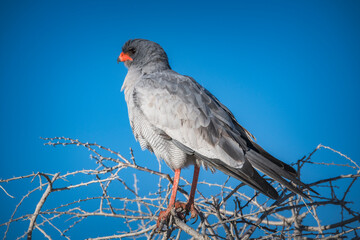 Close up view of a Pale chanting goshawk