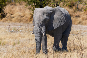 Obraz premium An african bush elephant walking through dry grass