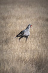 Secretarybird hunting for snakes in the grassland