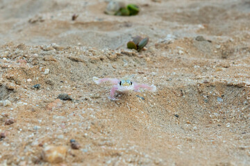 Front view of a Namib sand gecko running