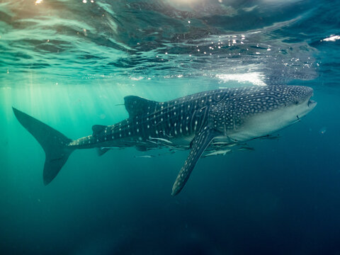 Whale shark with remoras and sunlight