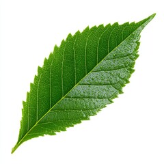 A vibrant close-up shot of a green leaf, showcasing its intricate details. The leaf appears fresh and full of life, with a beautiful natural texture