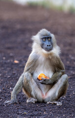 Drill monkey sitting on the ground, enjoying a piece of fruit, showcasing its curious and adorable nature in a vibrant rainforest habitat