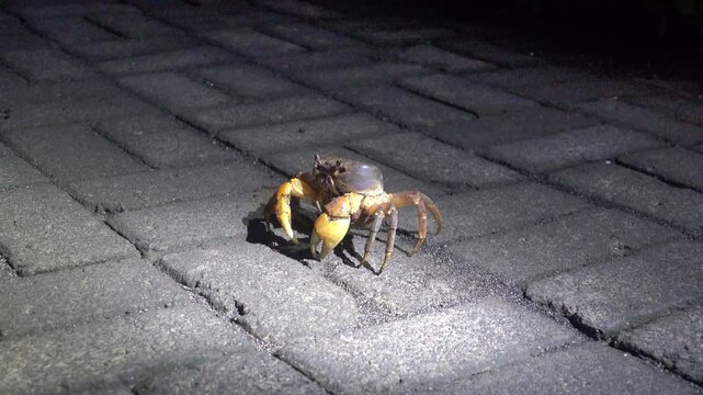 Night crabs on the waterfront of a village on the island of Bunaken in Indonesia