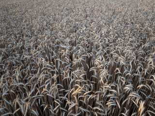Golden ears of wheat swaying gently in the breeze across a sprawling field, ready for harvest in the German countryside