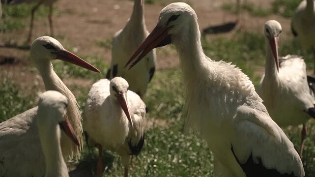 a flock of storks communicate with each other, the leader shows strength and voice, fluffs up feathers, white and gray, long beaks