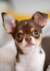 Cute chihuahua puppy resting comfortably on a soft white blanket, exuding charm and innocence with...