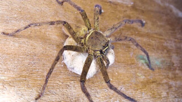 A giant wood spider, crab spider guarding a cocoon with offspring Huntsman spiders (Sparassidae, Palystes) preference for woody places. Island of Bunaken in Indonesia