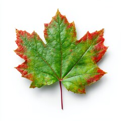 A vibrant close-up shot of a maple leaf, showcasing its beautiful green and red hues. The leaf has a detailed texture and an interesting pattern.
