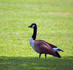 wild goose in the grass