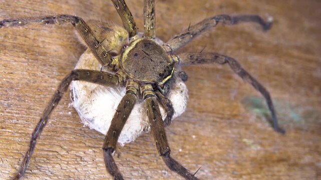 A giant wood spider, crab spider guarding a cocoon with offspring Huntsman spiders (Sparassidae, Palystes) preference for woody places. Island of Bunaken in Indonesia
