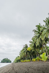 Obraz premium Coconut palm trees growing on a secluded beach in colombia