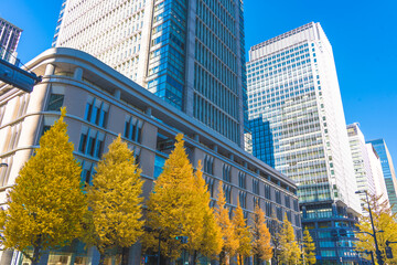 丸の内の高層ビル群と銀杏並木