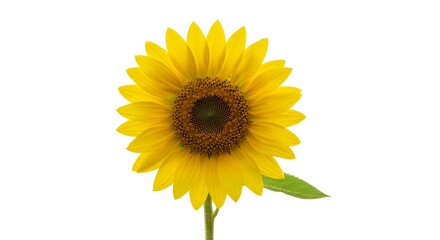 Fototapeta premium A Single Bright Yellow Sunflower with a Green Stem and Leaf Isolated on a White Background