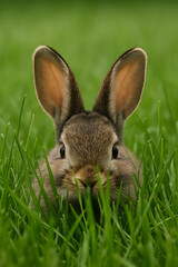 Cute rabbit hiding in green grass close up
