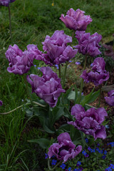 Blue Parrot Tulips in the Garden.