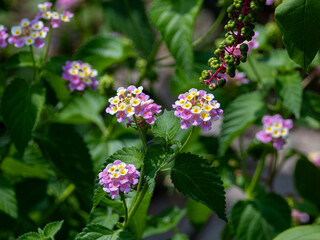 道沿いに咲いたランタナの花
