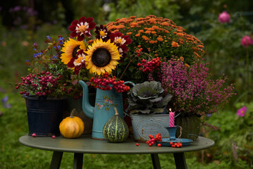 Autumn pumpkins and sunflowers in garden