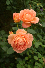 Beautiful roses Lady of Shalott