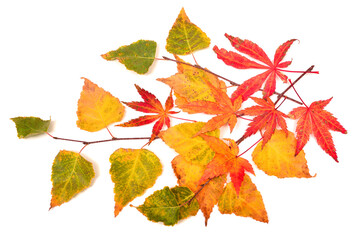 Collection autumn Japanese maple leaf and birch twig isolated on white background. Flat lay, top view