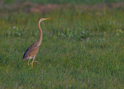 Eleganter Purpurreiher auf einer gr&uuml;nen Wiese. Wildlife-Aufnahme perfekt f&uuml;r Themen wie Natur, Vogelwelt und Artenschutz.