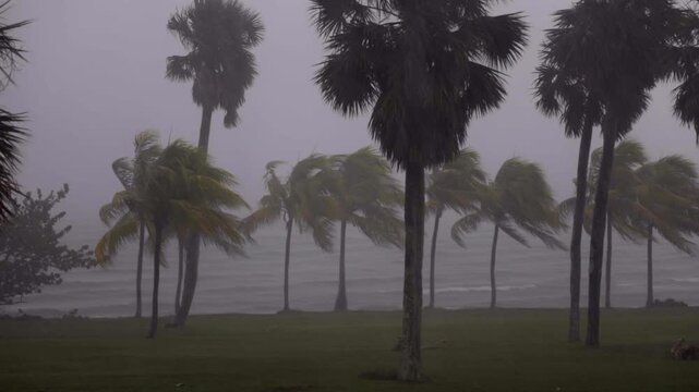 Lluvia torrencial y viento que empuja a las palmas y produce olas fuertes con gotas de lluvia