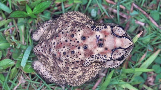 Asian common toad (Bufo melanostictus, Duttaphrynus melanostictus) in the rainforest of Bunaken Island, Sulawesi