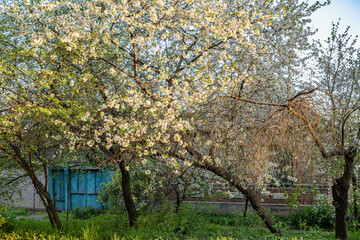 Morning in an alley with flowering fruit trees.
