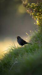 Black bird standing in tall green grass against a blurred background