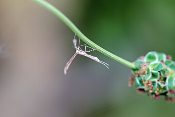 white bindweed moth