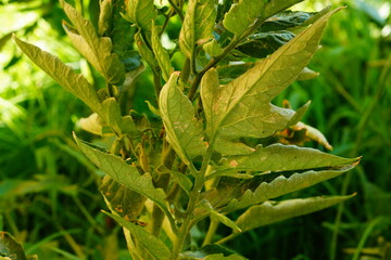 Lower parts of green tomato leaves, on which individuals of dangerous agricultural pest insect whitefly have settled. Adult butterflies, eggs, cocoons, areas of leaf pulp damaged by larvae