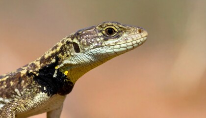 Fototapeta premium Detailed Close-Up of a Vividly Patterned Lizard Against a Soft Background