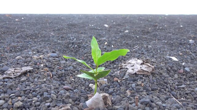 A black beach made of sea-rolled particles of pyroclastic material on a volcanic island. Ammophilous plant pioneering species on coast. Bunaken, Sulawesi Sea. Indonesia