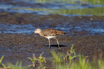 Young Ruff Walking Along The Riverbank