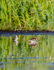 Flock Of Common Snipe Searches For Food On The River Shoal