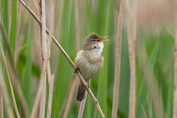 Great Reed Warbler Sings In The Reeds
