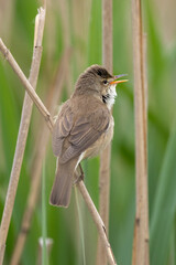 Great Reed Warbler Sings In The Reeds