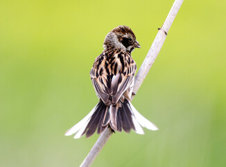 Female Reed Bunting Holds Insects In Beak To Feed Chicks