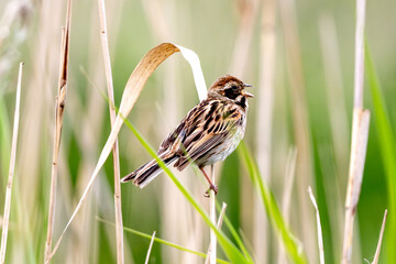 Female Reed Bunting Holds Insects In Beak To Feed Chicks