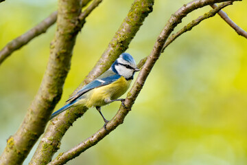 Eurasian Blue Tit Sitting On Tree With Blurred Background