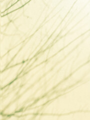 background natural. shadow of tree branches on the wall. place for creative text, congratulations. advertisements
