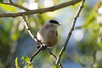 Remez Bird Sitting On Branch Close-Up View