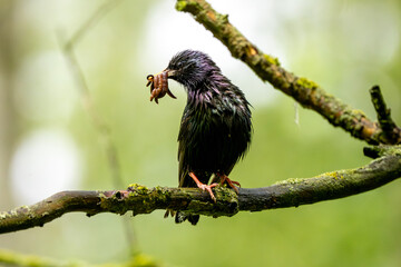 European Starling Holding Food In Beak For Chicks