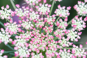 Bright and colorful flowers are in full bloom. Various types and colors are captured in wide shots. Perfect for backgrounds, web design, posters, packaging, and branding visuals.