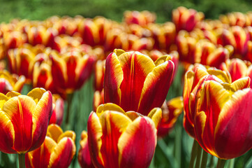 Bright red and yellow tulips in full bloom during spring in Ottawa, Canada. Close-up of vibrant flowers symbolizing spring, nature, beauty, and seasonal celebration.
