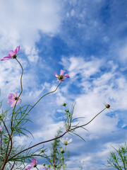 秋空とコスモス