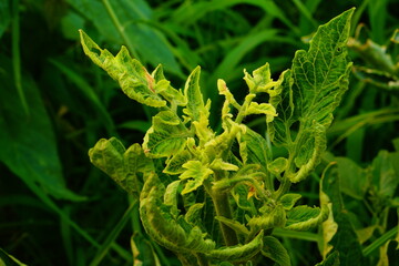 Disease or damage by insects by pests of the tomato plant bush, in which the apical leaves begin to...