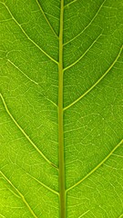 Obraz premium A detailed close-up view of a vibrant green leaf, showcasing intricate vein patterns.