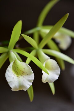 PCV Key Lime Stars Kaimu Bay Orchid
