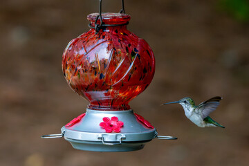 Little hummingbird photographed while in flight.
